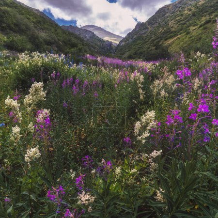 Photo for Field with blooming chamaenerion angustifolium, willow herb in the mountains in summer - Royalty Free Image