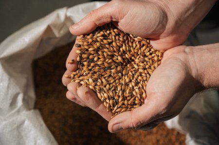 Weizenmalz in den Händen eines männlichen Brauers in der Produktion