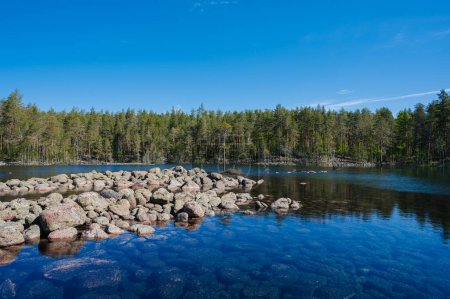 Téléchargez les photos : Paysage avec des pierres dans le lac sur fond d'une forêt d'épinettes le jour ensoleillé de l'été. Moraines en Carélie en Russie - en image libre de droit