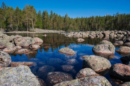 Photo for Landscape with stones in lake against background of a spruce forest on sunny summer day. Moraines in Karelia in Russia - Royalty Free Image