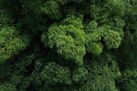 feuilles de férules vertes dans le gros plan printanier vivace. Contexte naturel des plantes