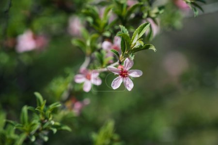 Floración con flores de prunus tomentosa rosa cerezo en primavera en el cañón de Aksu