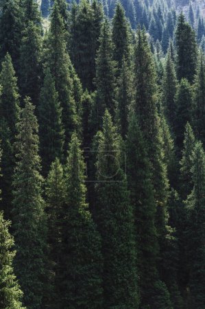 landscape with a beautiful fir spruce forests in the Tien Shan mountains in Kazakhstan in summer. Top view from a drone