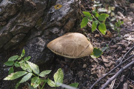 edible mushroom with a brown cap grows in the forest in summer