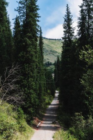 Téléchargez les photos : Paysage avec une belle forêt d'épinettes de sapin dans les montagnes Tien Shan au Kazakhstan en été - en image libre de droit