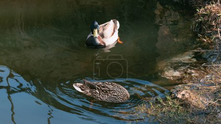 Stockenten-Wildenten in ihrem natürlichen Lebensraum in Ufernähe am Teich. Erpel und weibliche Vogelfütterung in der Natur aus nächster Nähe