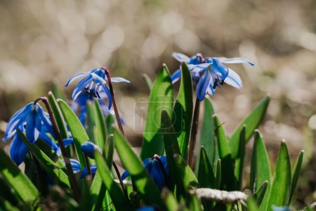 erste Frühlingsblumen scilla blue blüht im Wald an einem sonnigen Tag in Makro