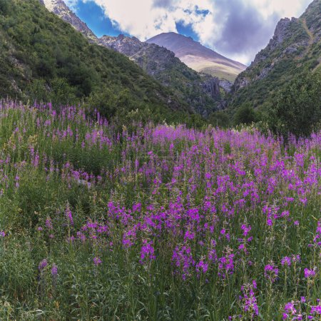 Landschaft mit einem Feld mit blühendem Chamaenerion angustifolium, Weidenkraut in den Bergen im Sommer