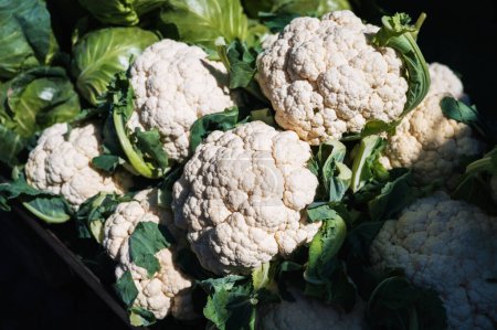 harvest of fresh cauliflower on the counter at the farmers market
