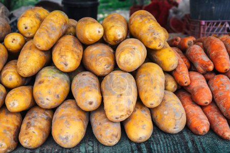 fresh harvest of raw orange and yellow carrots on counter of the vegetable farmers market