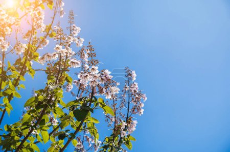 blooming branches of pink paulownia tree with flowers on a blue sky background in spring on a sunny day