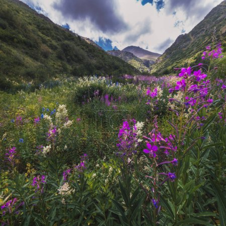 field with blooming chamaenerion angustifolium, willow herb in the mountains in summer