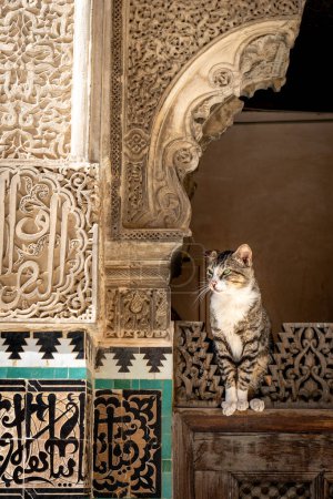 Katzenruhe bei Bou Inania Madrasa in Fes, Marokko