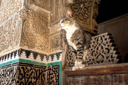 Cat Resting at Bou Inania Madrasa in Fez, Morocco