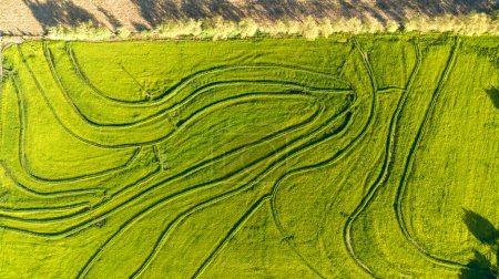 Aerial view of green rice field. Drone shot frome above.
