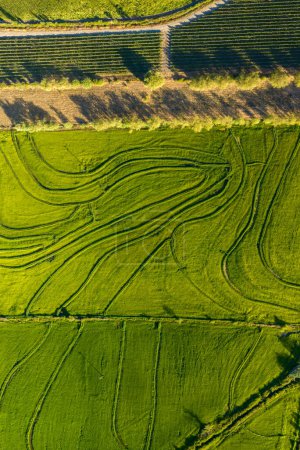 Aerial view of green rice field. Drone shot frome above.