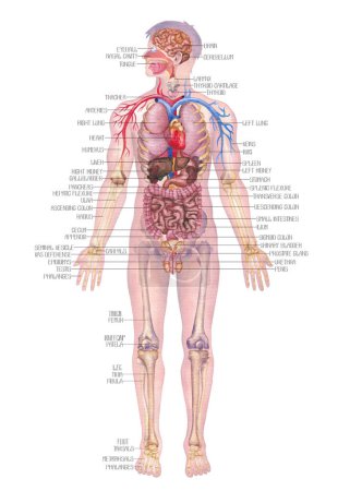 Téléchargez les photos : Illustration aquarelle détaillée d'une anatomie masculine du corps humain mettant en évidence les organes internes, les systèmes cardiovasculaire et squelettique isolés sur un fond blanc. - en image libre de droit