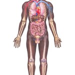 Detailed watercolor illustration of a male human body anatomy highlighting internal organs, skeletal and a cardiovascular systems isolated on a white background.