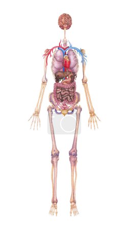 Téléchargez les photos : Illustration aquarelle détaillée d'une femme organes internes humains, squelettique et un système cardiovasculaire isolé sur un fond blanc - en image libre de droit