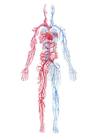 Illustration montrant le système circulatoire humain masculin avec artères rouges et veines bleues, expliquant les fonctions cardiovasculaires. Design médical peint à la main isolé sur un fond blanc