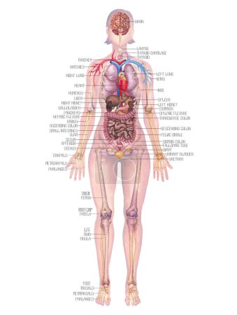 Illustration aquarelle détaillée d'une anatomie du corps humain féminin mettant en évidence les organes internes, le squelette et un système cardiovasculaire isolés sur un fond blanc.