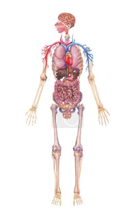 Téléchargez les photos : Illustration aquarelle détaillée d'un organe interne humain mâle, squelettique et cardiovasculaire isolé sur fond blanc - en image libre de droit