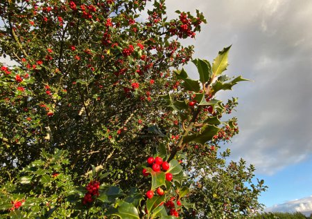 Foto de Holly tree in late autumn, with red berries, and green leaves, set against a cloudy sky in, Tong, Bradford, UK - Imagen libre de derechos