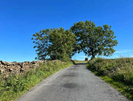 Foto de Mirando hacia arriba, Smalden Lane, con paredes de piedra seca, plantas silvestres y árboles viejos, situado contra un cielo azul en, Grindleton, Reino Unido - Imagen libre de derechos