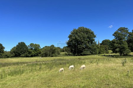 Foto de Campos, plantas silvestres, ovejas, árboles, y una aguja de la iglesia, contra un cielo azul en, Sandbed Lane, Delph, Reino Unido - Imagen libre de derechos