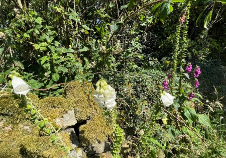 Foto de Flores silvestres, creciendo junto a una pared de piedra seca cubierta de musgo, en un día de verano en Delph, Reino Unido - Imagen libre de derechos