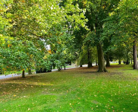 Foto de Escena de principios de otoño, con árboles viejos, hojas caídas y pastizales inclinados, que conducen al camino de entrada, Lister Park, Bradford, Reino Unido - Imagen libre de derechos