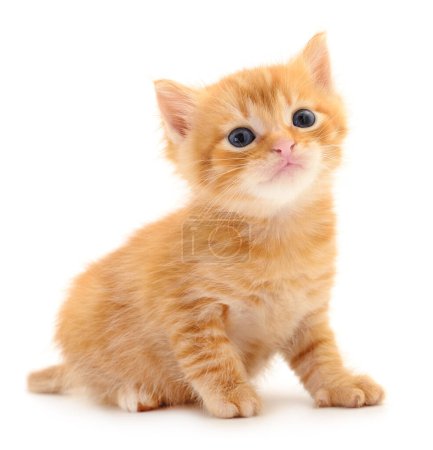 Photo for Small brown kitten isolated on white background. - Royalty Free Image