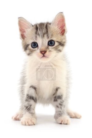 Foto de Pequeño gatito gris aislado sobre fondo blanco. - Imagen libre de derechos