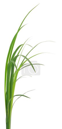 Téléchargez les photos : Lames longues d'herbe verte sur fond blanc - en image libre de droit