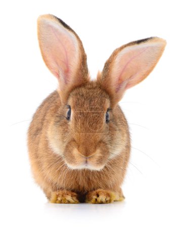 Téléchargez les photos : Petit lapin brun isolé sur fond blanc. - en image libre de droit