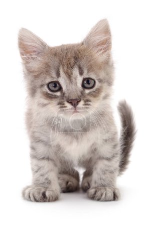 Téléchargez les photos : Petit chaton gris isolé sur fond blanc. - en image libre de droit