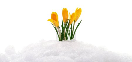 Téléchargez les photos : Fleurs de crocus sortant de la vraie neige
. - en image libre de droit