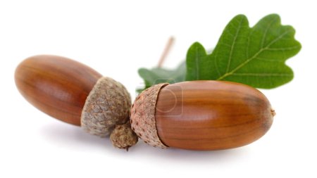 Photo for Oak acorns with leaf isolated on white background. - Royalty Free Image
