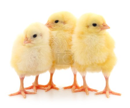 Foto de Tres pollos amarillos aislados sobre fondo blanco. - Imagen libre de derechos