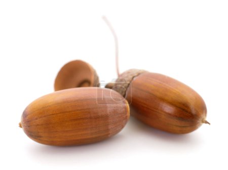 Photo for Three oak acorns isolated on white background. - Royalty Free Image