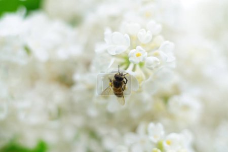 Téléchargez les photos : Fond naturel. Abeille et fleurs lilas blanches. - en image libre de droit