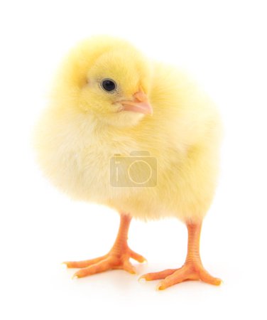 Téléchargez les photos : Un petit poulet sur fond blanc - en image libre de droit