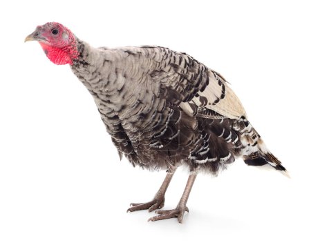 Photo for Dark turkey isolated on a white background. - Royalty Free Image