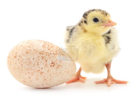 Photo for Turkey and egg isolated on white background. - Royalty Free Image
