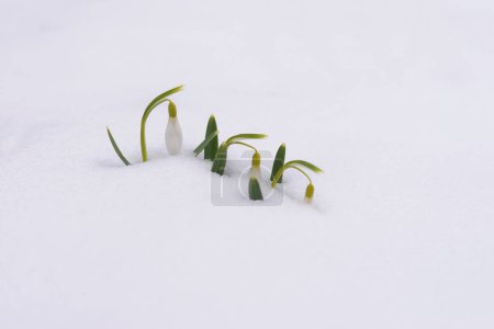 Photo for Snowdrop flowers coming out from real snow. - Royalty Free Image