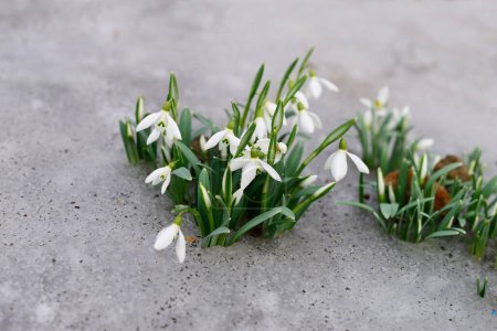 Téléchargez les photos : Fleurs de chute de neige sortant de la vraie neige. - en image libre de droit