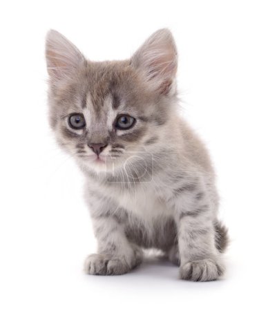Téléchargez les photos : Petit chaton gris isolé sur fond blanc. - en image libre de droit