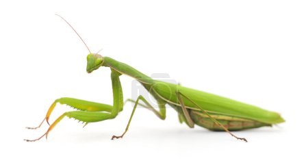 Photo for European mantis or praying mantis isolated on white background. - Royalty Free Image