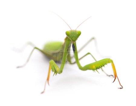 Photo for European mantis or praying mantis isolated on white background. - Royalty Free Image
