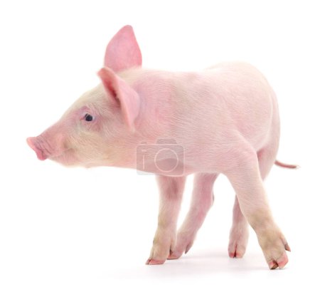 Téléchargez les photos : Cochon représenté sur fond blanc - en image libre de droit